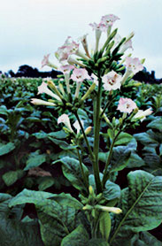 Tobacco Plants